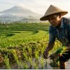 Petani Indonesia Penjaga Pangan Negeri