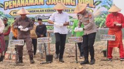 Masuk Kuartal IV Asta Cita, Polres Pelalawan Manfaatkan Lahan Tidur Jadi 3 Hektar Jagung Produktif