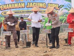 Masuk Kuartal IV Asta Cita, Polres Pelalawan Manfaatkan Lahan Tidur Jadi 3 Hektar Jagung Produktif